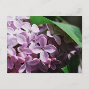 tiny lilac blossom postcard