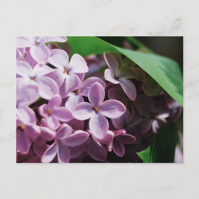 tiny lilac blossom postcard (Front)