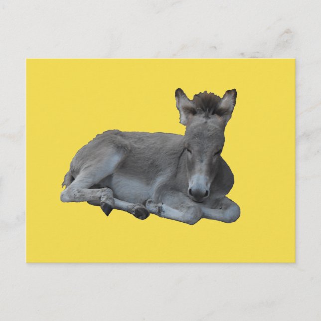 Tiny Little Grey Donkey Foal Postcard (Front)