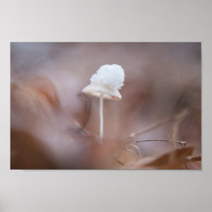 Tiny Mushroom Nature Photo Poster