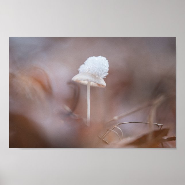 Tiny Mushroom Nature Photo Poster (Front)