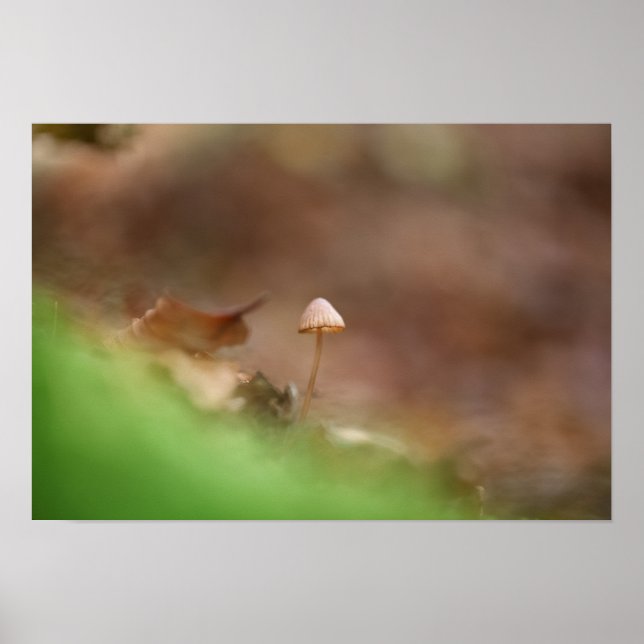 Tiny Mushroom Nature Photo Poster (Front)