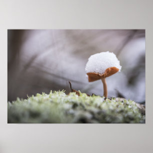 Tiny Mushroom Nature Photo Poster