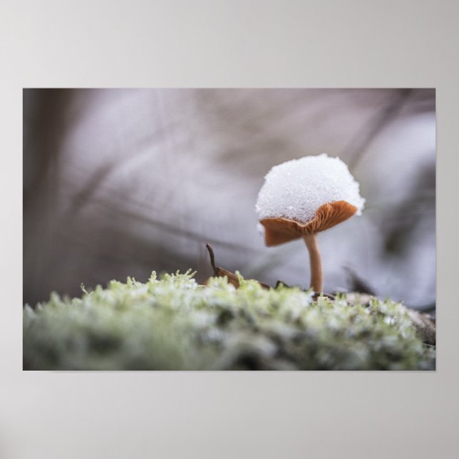 Tiny Mushroom Nature Photo Poster (Front)