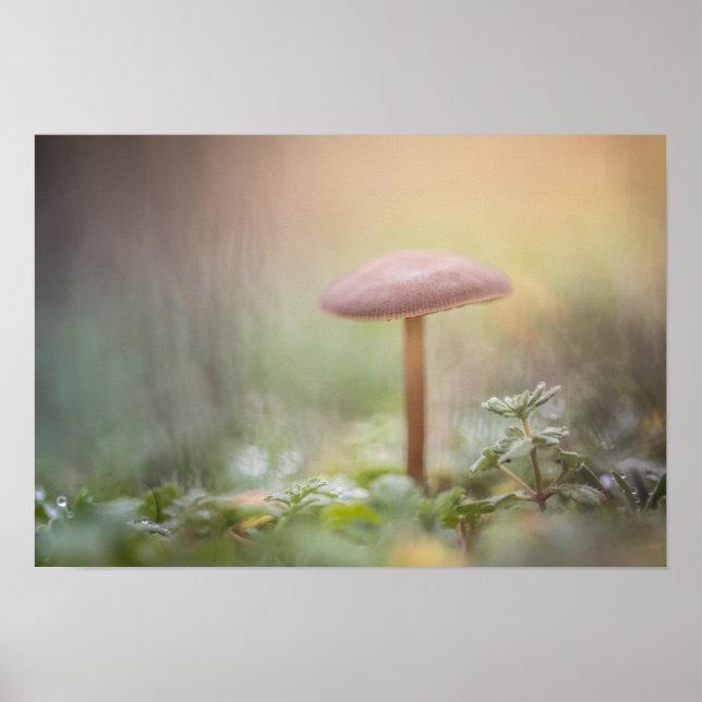 Tiny Mushroom Nature Photo Poster (Front)