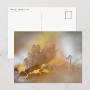 Tiny Mushroom Nature Photograph Postcard