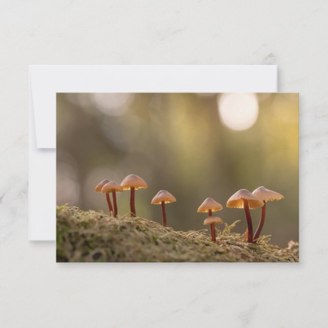 Tiny Mushrooms Nature Photo (Front)