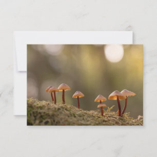 Tiny Mushrooms Nature Photo