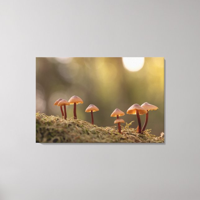 Tiny Mushrooms Nature Photo Canvas Print (Front)
