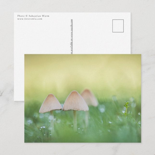 Tiny Mushrooms Nature Photo Postcard (Front/Back)