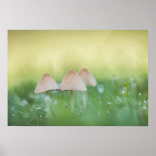 Tiny Mushrooms Nature Photo Poster