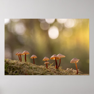 Tiny Mushrooms Nature Photo Poster