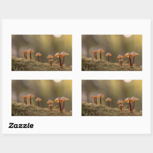 Tiny Mushrooms Nature Photo Rectangular Sticker