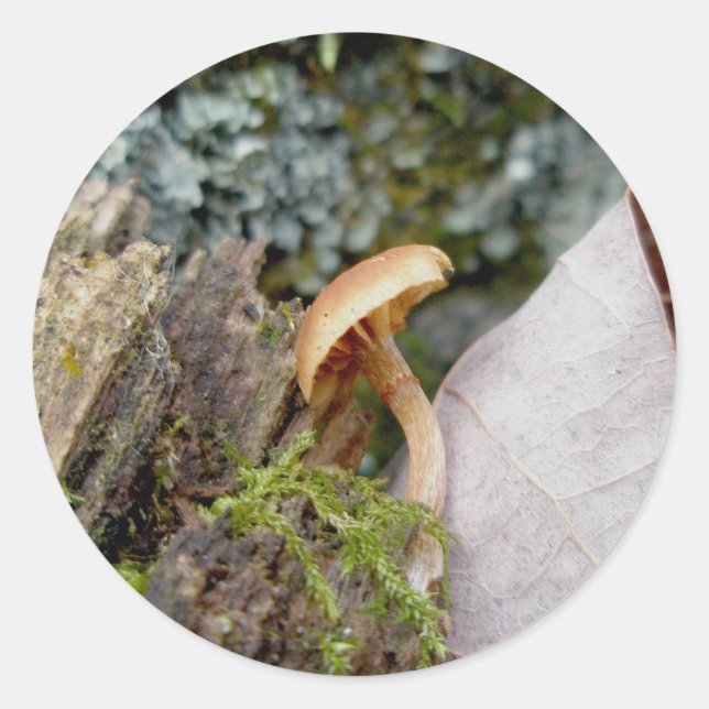 Tiny November Mushroom Stickers (Front)