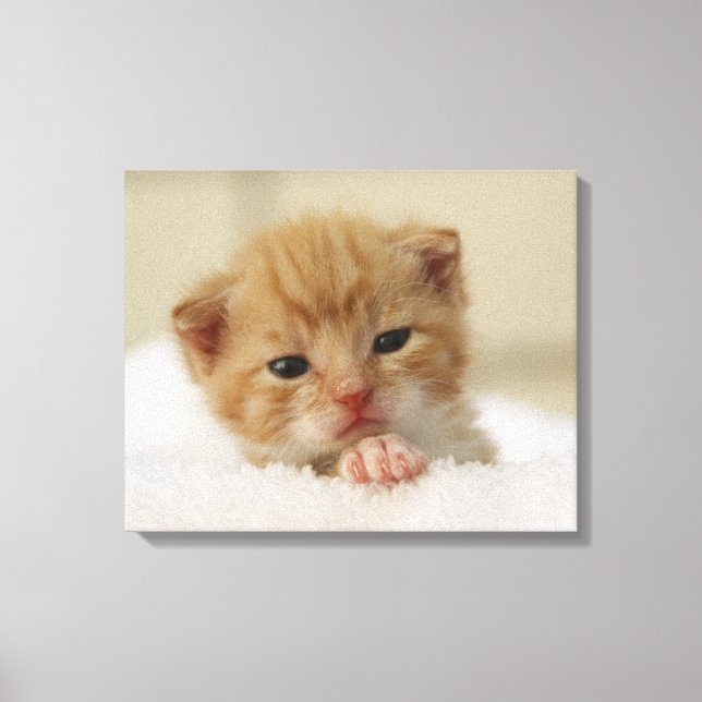 Tiny Orange Kitten Canvas Print (Front)