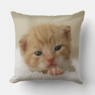 Tiny Orange Kitten Cushion