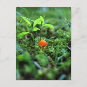 Tiny Orange Mushroom Postcard