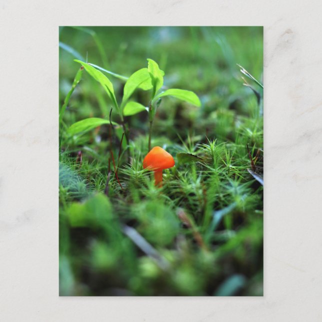 Tiny Orange Mushroom Postcard (Front)