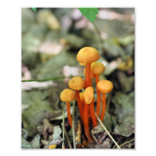 Tiny Orange Wild Mushrooms 8x10 Nature Print