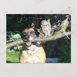 Tiny owl and big dog postcard