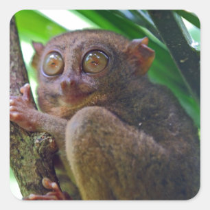 Tiny Philippine tarsier Square Sticker