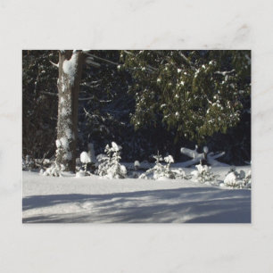 Tiny Pine Trees in Snow Postcard