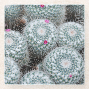 Tiny Pink Flowers Cactus Plants Glass Coaster