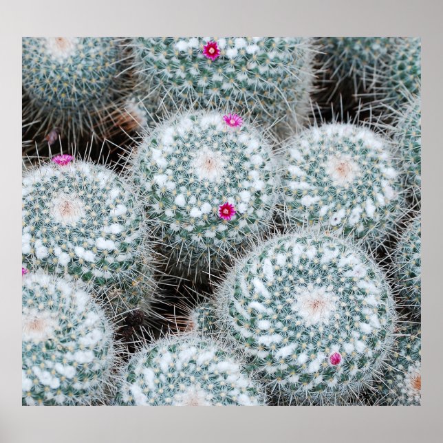 Tiny Pink Flowers Cactus Plants Poster (Front)