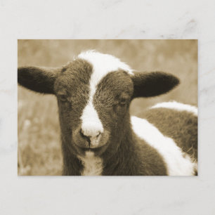 Tiny Postcard