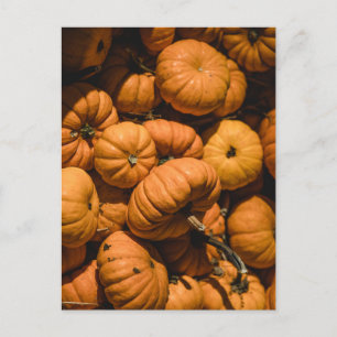 tiny pumpkins postcard