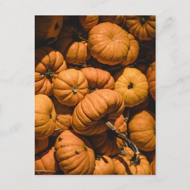 tiny pumpkins postcard (Front)