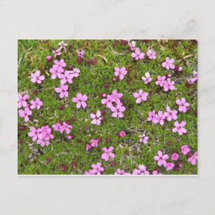 Tiny Purple Alaskan Flower Postcard
