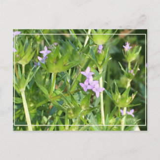 Tiny Purple Wildflowers Postcard
