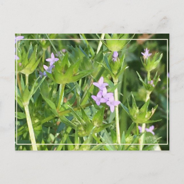 Tiny Purple Wildflowers Postcard (Front)