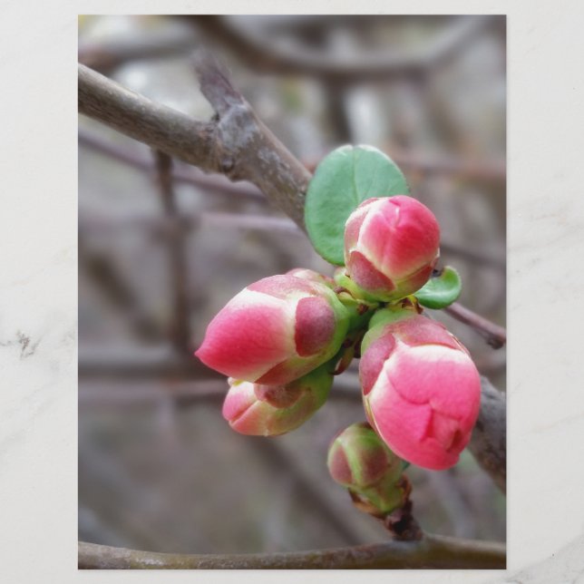 tiny red buds (Front)