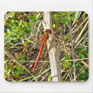 Tiny Red Dragonfly in November Mouse Mat
