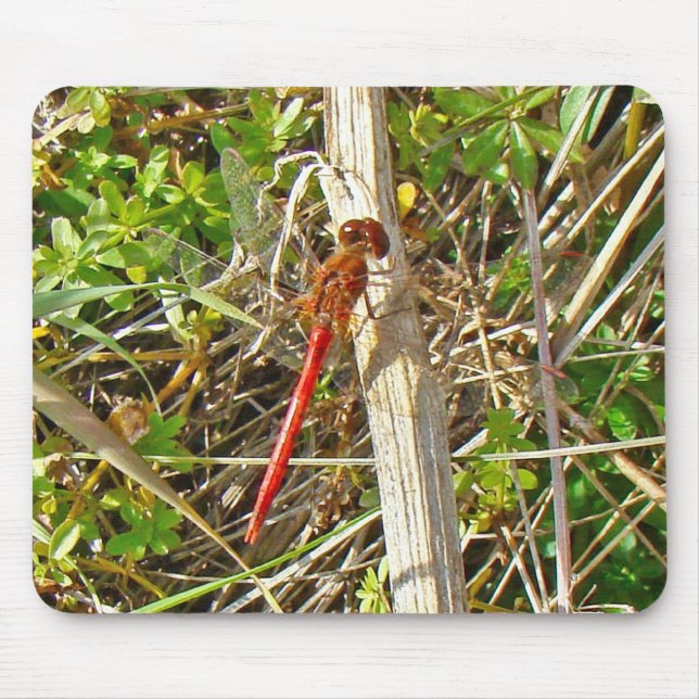 Tiny Red Dragonfly in November Mouse Mat (Front)
