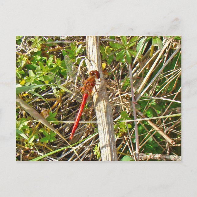 Tiny Red Dragonfly in November Postcard (Front)
