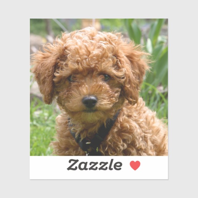 Tiny Red Toy Poodle Puppy Stickers (Sheet)