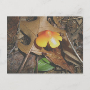 Tiny Red Yellow Mushroom Postcard