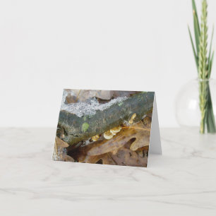 Tiny Shelf Fungus in Snow Note Card