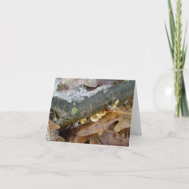 Tiny Shelf Fungus in Snow Note Card (Front)