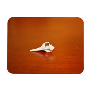 Tiny Shell Magnet
