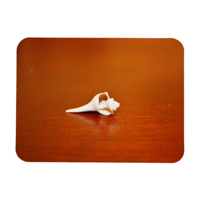 Tiny Shell Magnet (Horizontal)