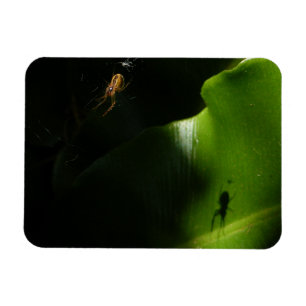 Tiny Spider Photo Magnet