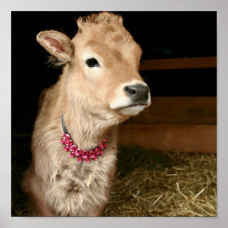 Tiny Tinker the cow wearing bling. Poster