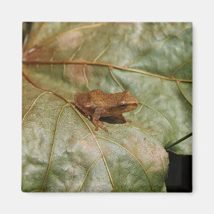 Tiny Toad Magnet