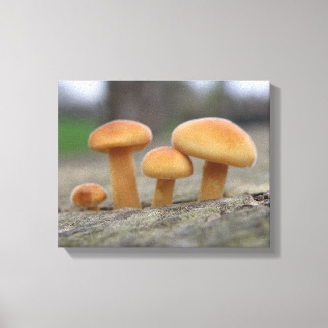 Tiny Toadstools Macro Canvas Print (Front)
