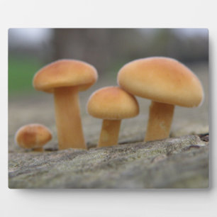 Tiny Toadstools Macro Plaque
