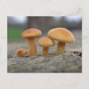 Tiny Toadstools Macro Postcard